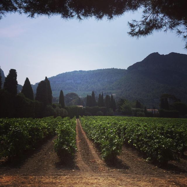 Cassis Wine Tour: Sea, Cliffs and Vineyards - Scaling Cap Canaille