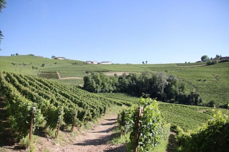 Castagnole Delle Lanze: Saffron Walking Tour W/ Wine & Food - Key Points