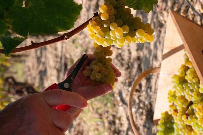 Castel Wine Tour in Bordeaux Margaux - Quick Points