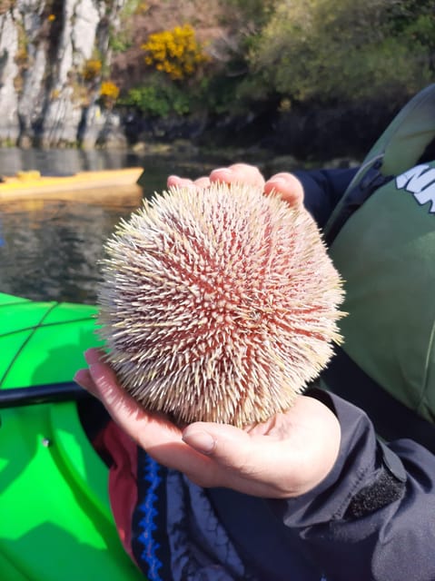 Castlehaven Bay: Discover Sea Kayaking Tour - Key Points