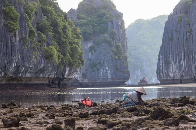 Cat Ba: Sunset & Bioluminescent Kayaking on Lan Ha Bay - Traveler Reviews and Ratings
