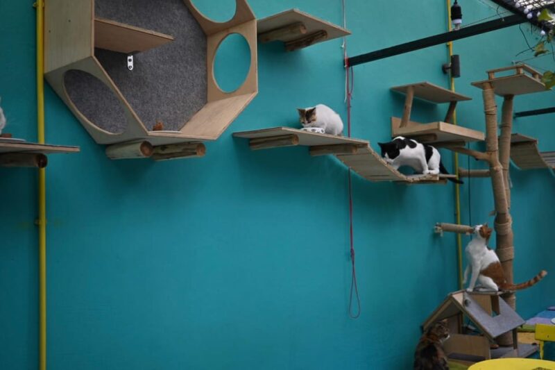 Cat Cafe Athens - Key Points