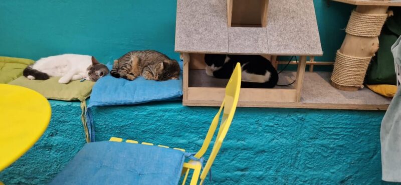 Cat Cafe Athens - Friendly Adoptable Cats