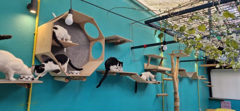 Cat Cafe Athens - Diverse Menu Options