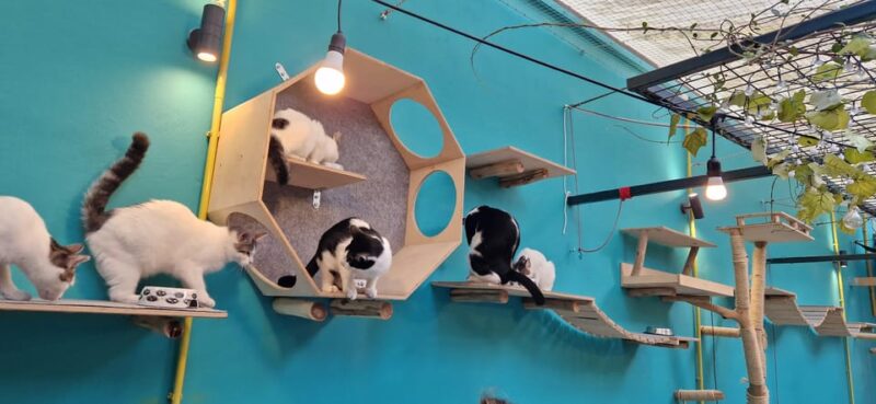Cat Cafe Athens - Flexible Reservation System