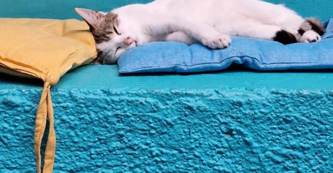 Cat Cafe Athens - Engaging Community Events