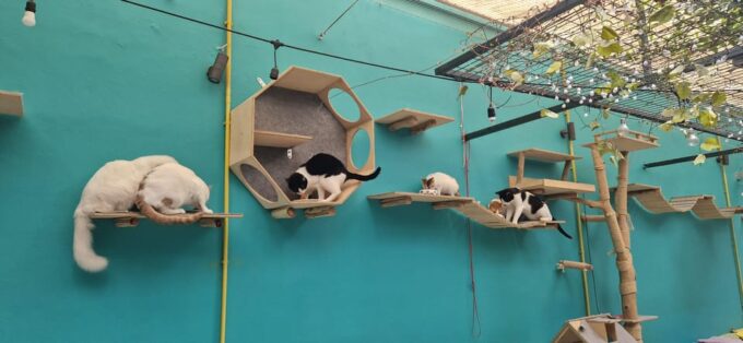 Cat Cafe Athens - Educational Pet Ownership Guidance