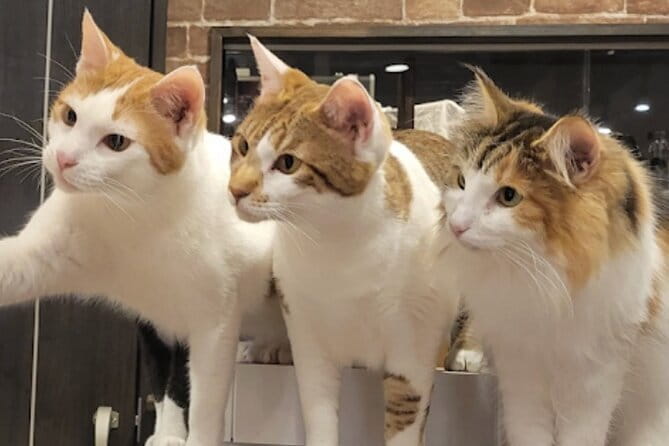 Cat Cafe & Bar Private Tour in Yanaka & Yushima - Key Points