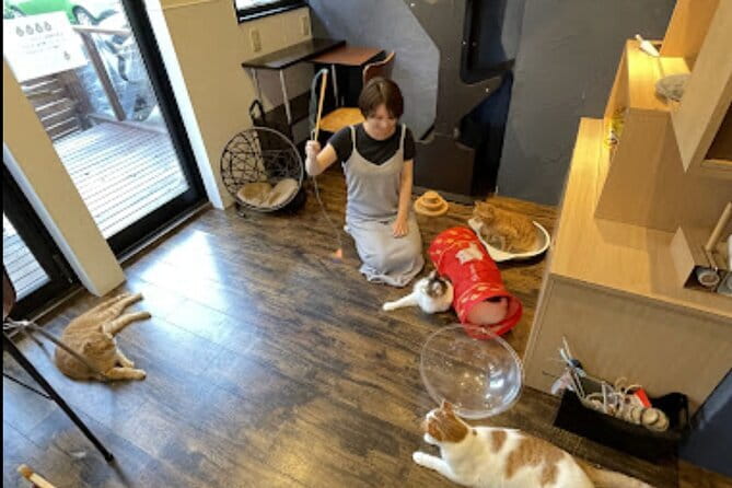 Cat Cafe & Bar Private Tour in Yanaka & Yushima - Meeting and End Points
