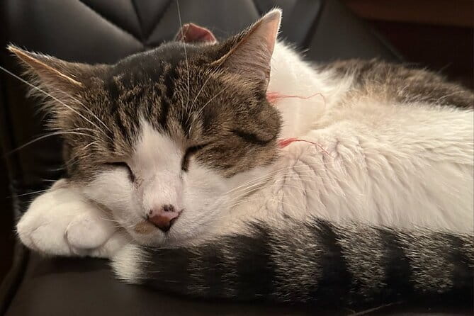 Cat Cafe & Bar Private Tour in Yanaka & Yushima - Pricing and Cancellation Policy