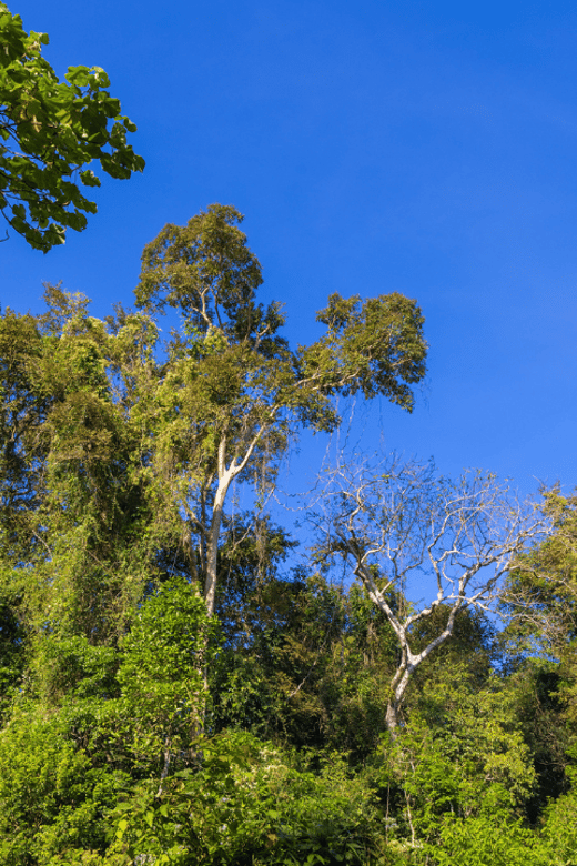 Cat Tien National Park With Crocodile Lake - Key Points