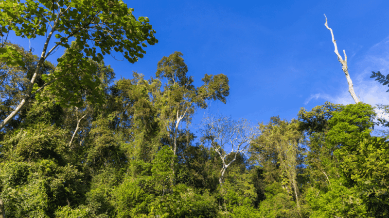 Cat Tien National Park With Crocodile Lake - Itinerary Highlights