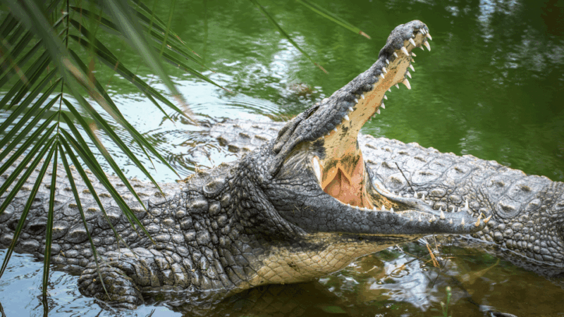 Cat Tien National Park With Crocodile Lake - Tour Duration and Cancellation