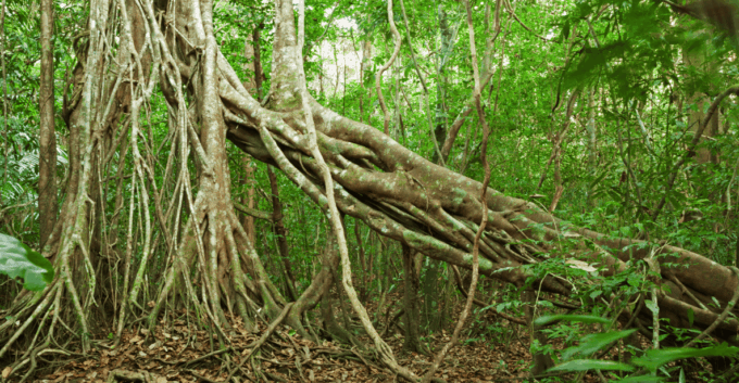 Cat Tien National Park With Crocodile Lake - Guide and Language