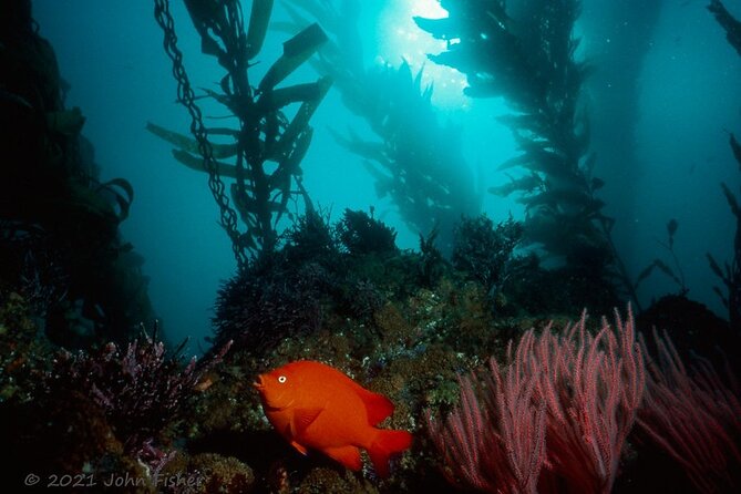 Catalina Island All Inclusive Sightseeing Tour From Orange County - Tour Itinerary