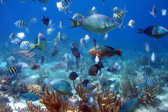 Catalina Island and Bayahibe Snorkel Tour - Tour Provider Response