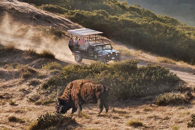 Catalina Island Bison Expedition - Exploring Catalina Islands History and Ecology