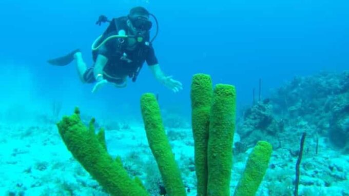 Catalina Island: Dive Adventure - Reservations and Payment Options