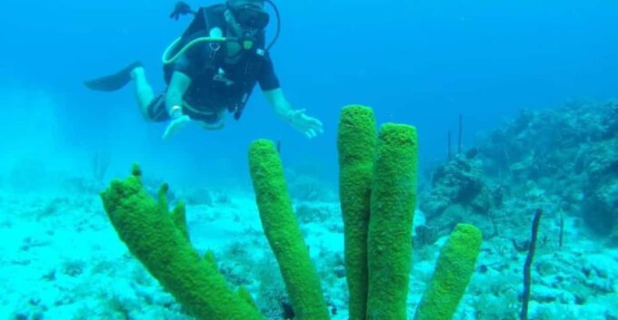 Catalina Island: Dive Adventure - Recap