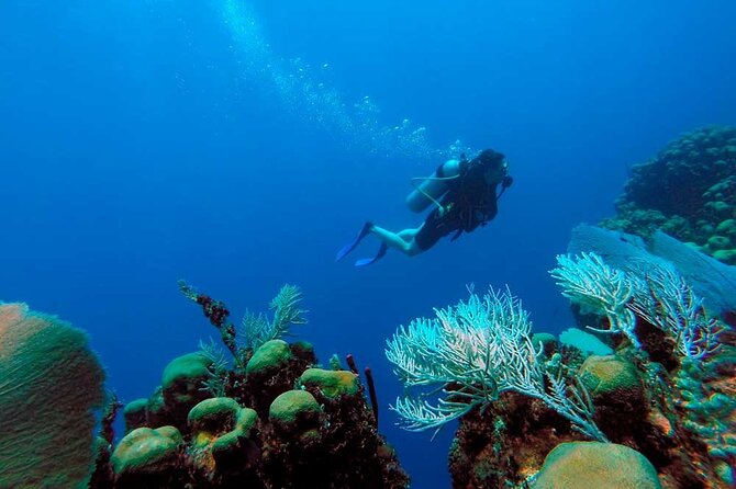 Catalina Island Diving Tour - Tour Overview