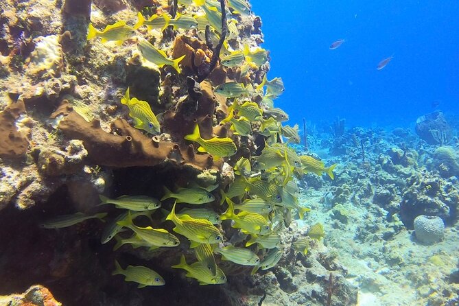 Catalina Island Diving Tour - Health and Safety Considerations