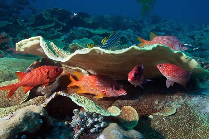 Catalina Island Diving Tour - Underwater Scenery