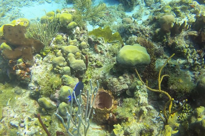 Catalina Island Diving Tour - Booking Information