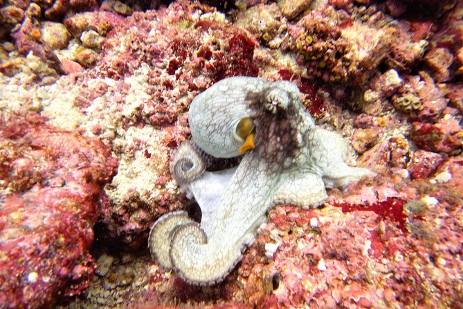 Catalina Island Diving Tour From Tamarindo - Certified Only - Tour Duration and Capacity