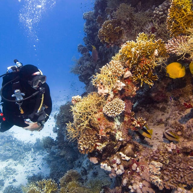 Catalina Island Full-Day Diving Tour + Lunch From Punta Cana - Transportation and Pickup Details