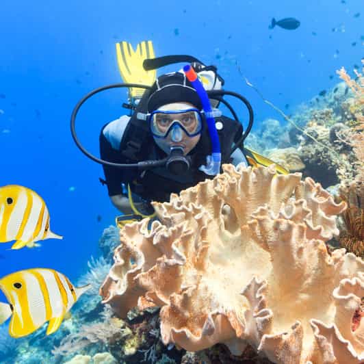 Catalina Island Full-Day Diving Tour + Lunch From Punta Cana - Diving and Snorkeling Experience