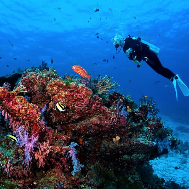 Catalina Island Full-Day Diving Tour + Lunch From Punta Cana - Experience Highlights
