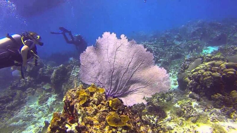 Catalina Island Full-Day Diving Tour + Lunch From Punta Cana - Inclusions and Exclusions