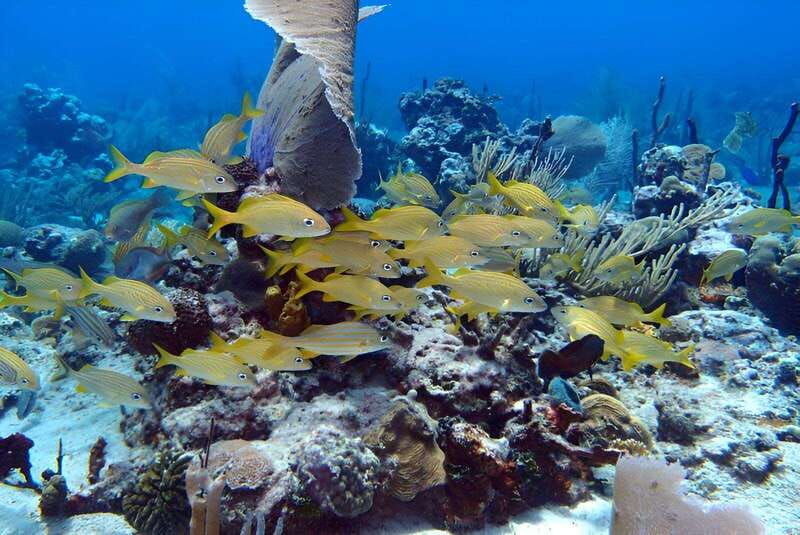 Catalina Island Full-Day Snorkeling + Lunch From Punta Cana - Key Points