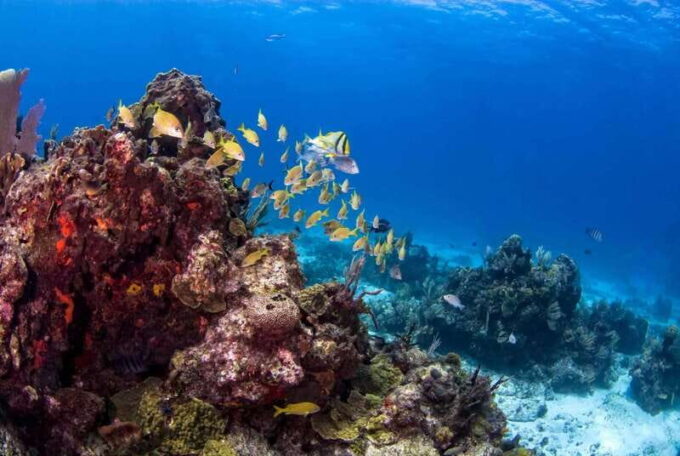 Catalina Island Full-Day Snorkeling + Lunch From Punta Cana - Restrictions and Suitability
