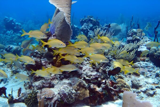 Catalina Island Full-Day Snorkeling + Lunch From Punta Cana - Frequently Asked Questions