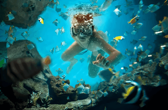 Catalina Island Full-Day Snorkeling + Lunch From Punta Cana - Inclusions and Exclusions