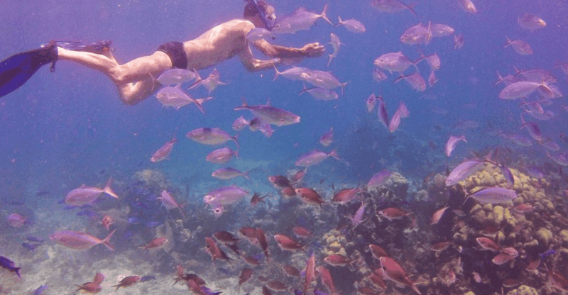 Catalina Island Full-Day Snorkeling Tour Expedition - Key Points