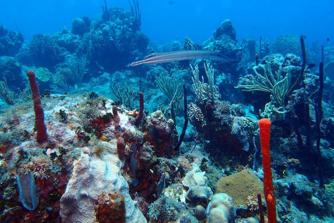 Catalina Island Scuba Diving - Amazing Full Day Tour! - Tour Overview