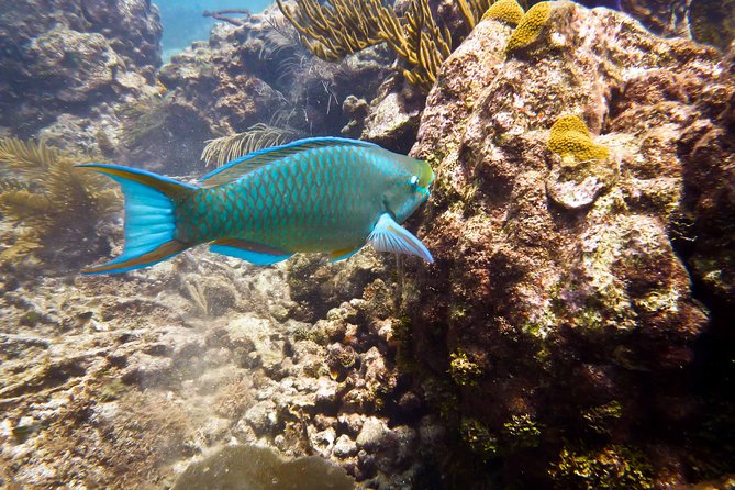 Catalina Island Scuba Diving - Amazing Full Day Tour! - Pickup and Start Time
