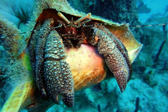 Catalina Island Scuba Diving - Amazing Full Day Tour! - Preparing for an Unforgettable Diving Adventure