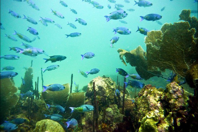 Catalina Island Scuba Diving - Amazing Full Day Tour! - Booking Your Stay