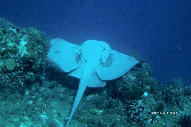 Catalina Island Scuba Diving and Snorkeling Tour From Punta Cana - Additional Safety Considerations