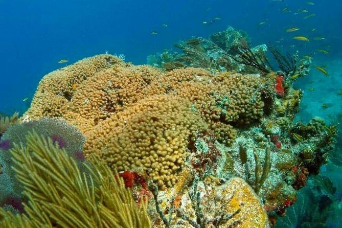 Catalina Island Scuba Diving and Snorkeling Tour From Punta Cana - Certified Divers and Equipment