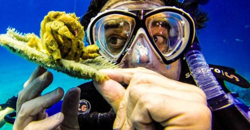 Catalina Island Scuba Diving Tour From Punta Cana - Key Points