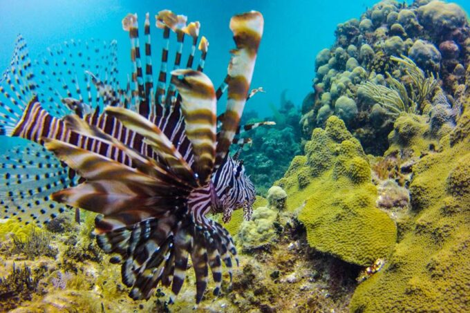 Catalina Island Scuba Diving Tour From Punta Cana - Customer Reviews