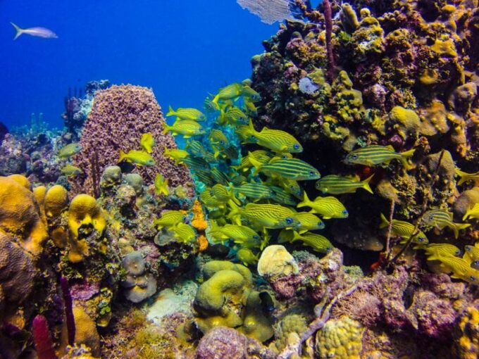 Catalina Island Scuba Diving Tour From Punta Cana - Pickup and Transfer