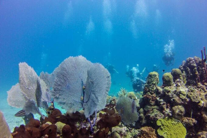 Catalina Island Scuba Diving Tour From Punta Cana - Pricing and Booking
