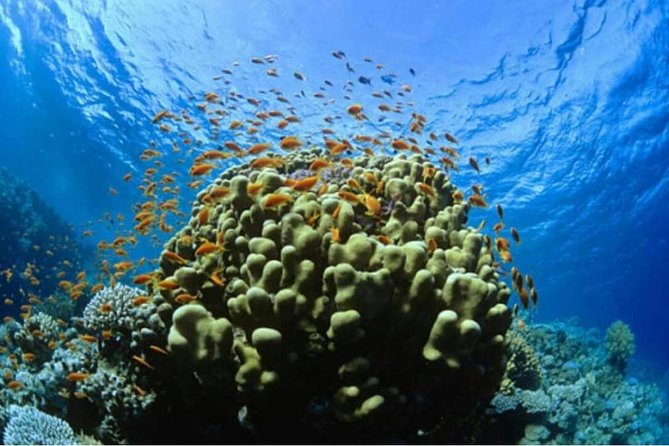 Catalina Island & Snorkeling Full-day Trip - Traveler Information
