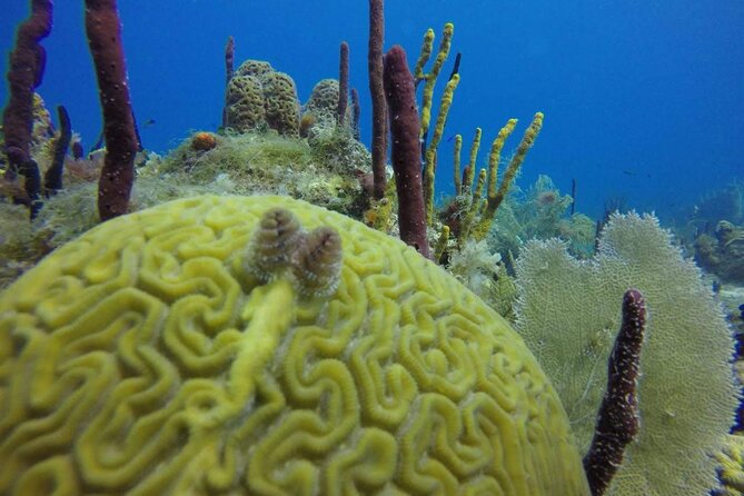 Catalina Island & Snorkeling Tour - Tour Itinerary
