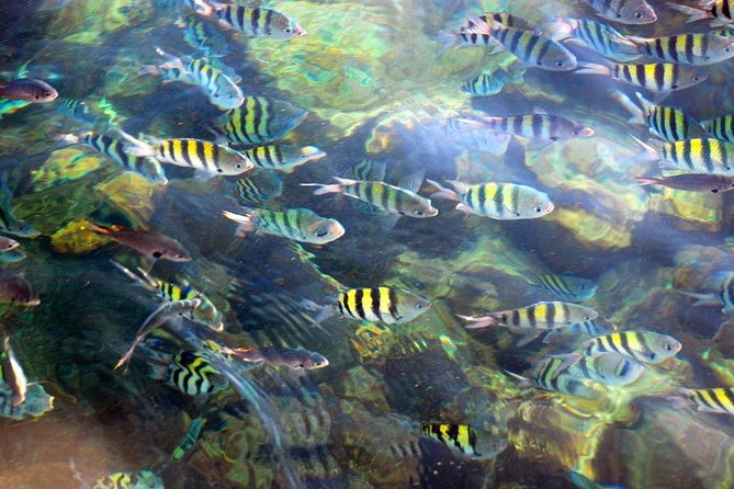 Catalina Island & Snorkeling Tour - Included Amenities